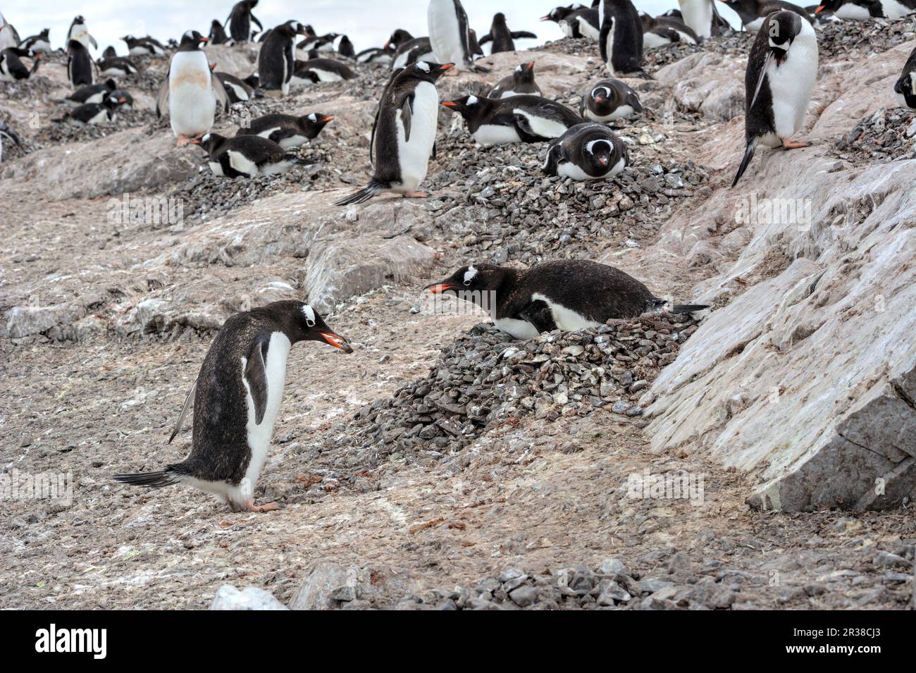 Gentoo penguin colonies during breeding season in Antarctica Stock Photo