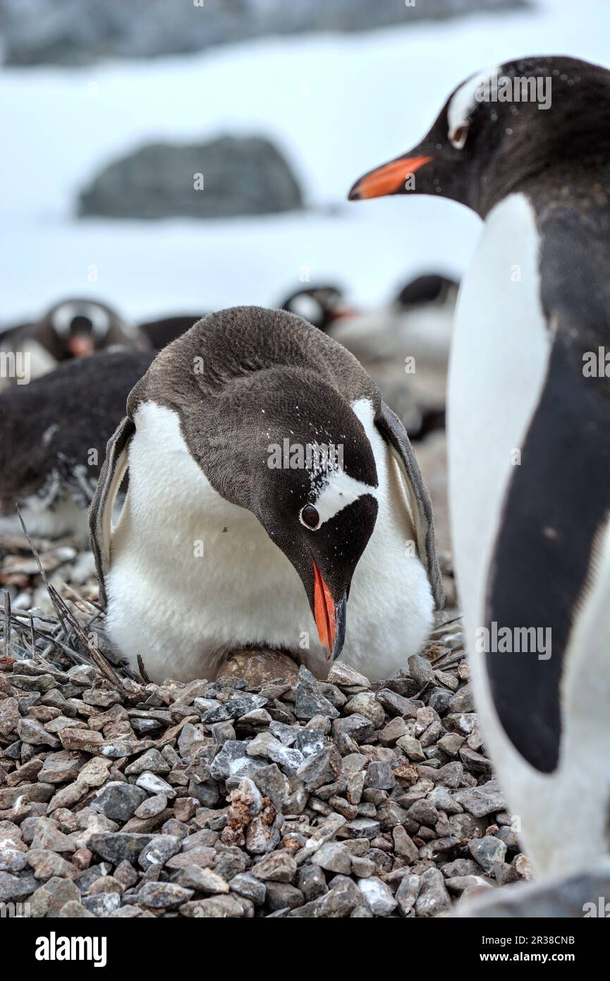 Gentoo penguin colonies during breeding season in Antarctica Stock