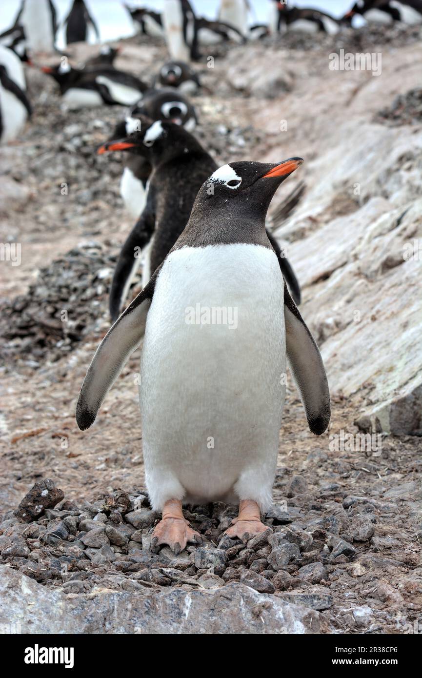 Gentoo penguins on an iceberg in their natural habitat in Antarctica ...