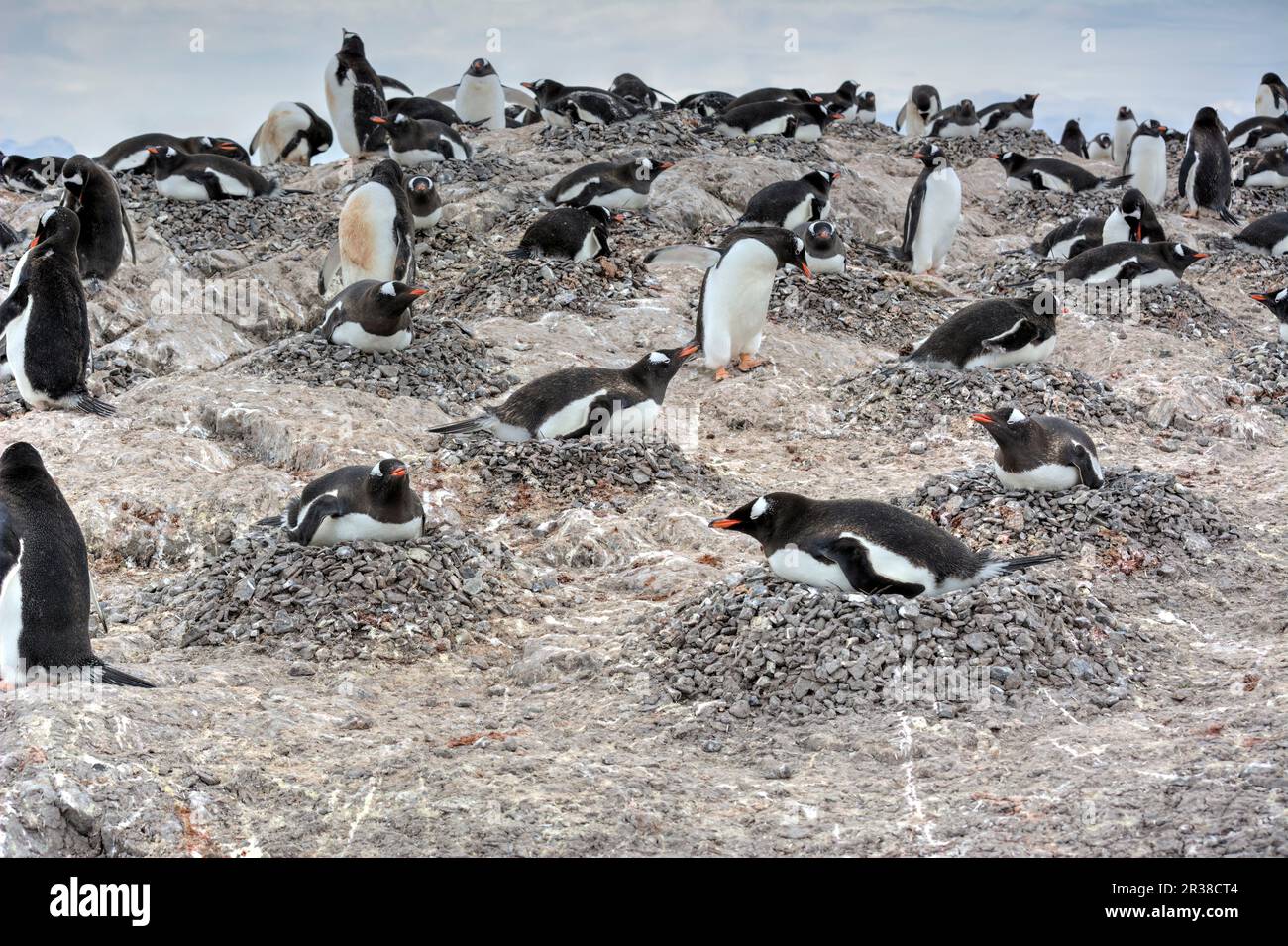 Gentoo penguin colonies during breeding season in Antarctica Stock