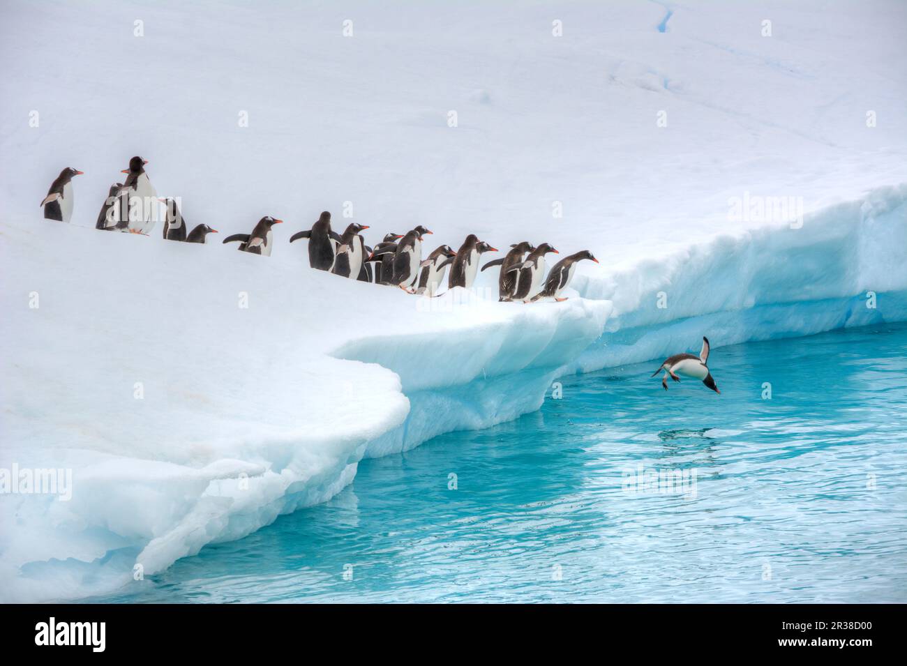 Gentoo penguins on an iceberg in their natural habitat in Antarctica