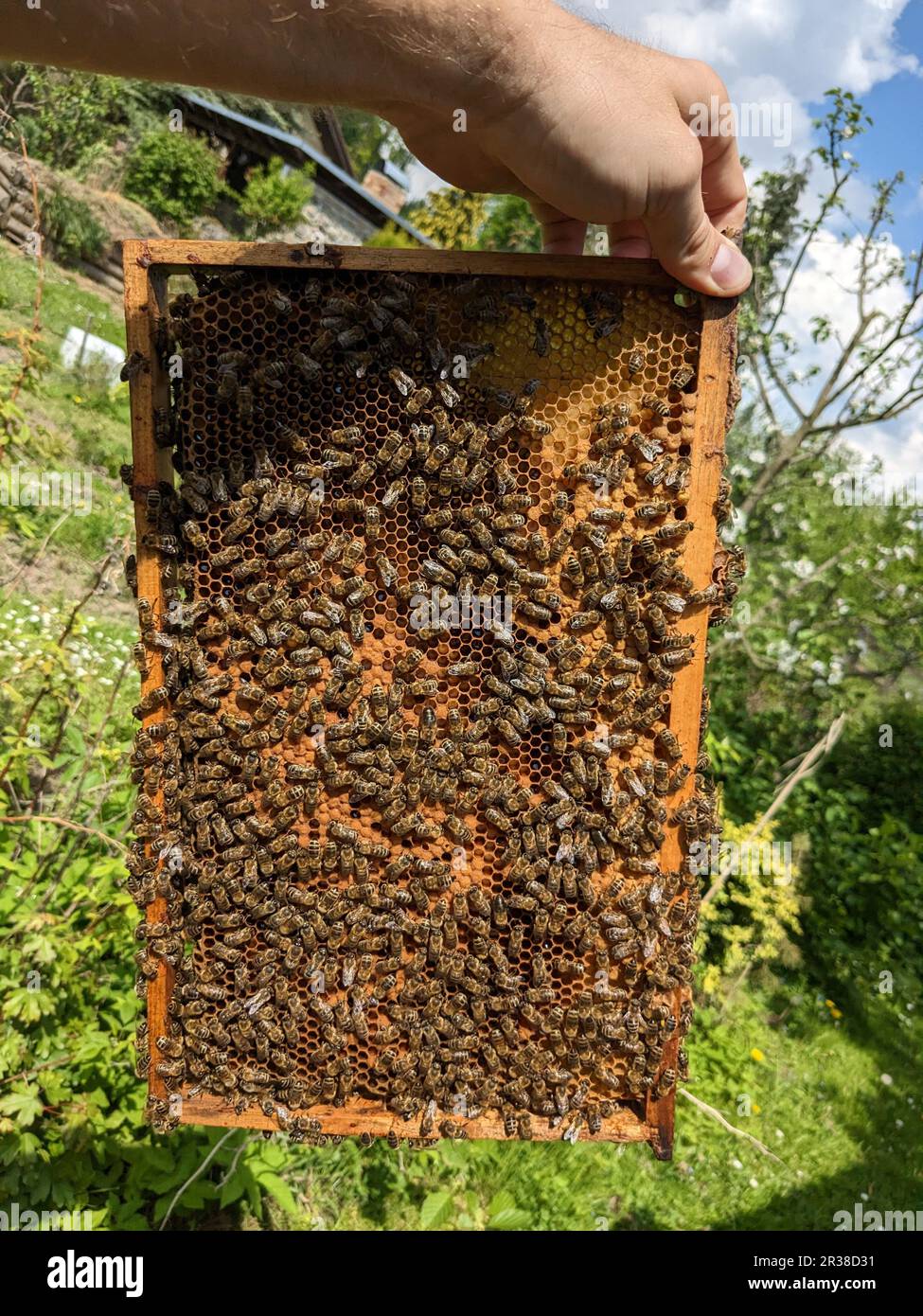 Bees convert nectar into honey. Closeup,macro view. Bee brood eggs