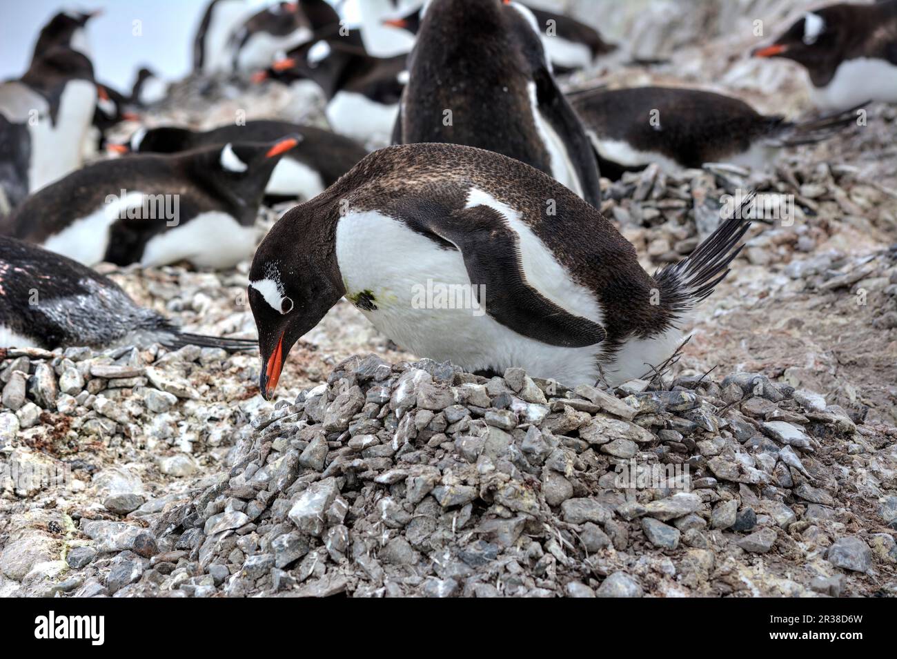 Gentoo penguin colonies during breeding season in Antarctica Stock