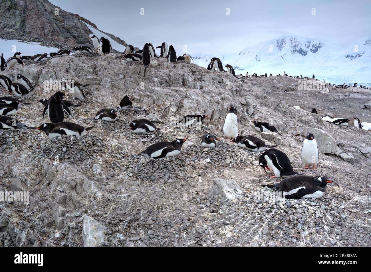 Gentoo penguin colonies during breeding season in Antarctica Stock