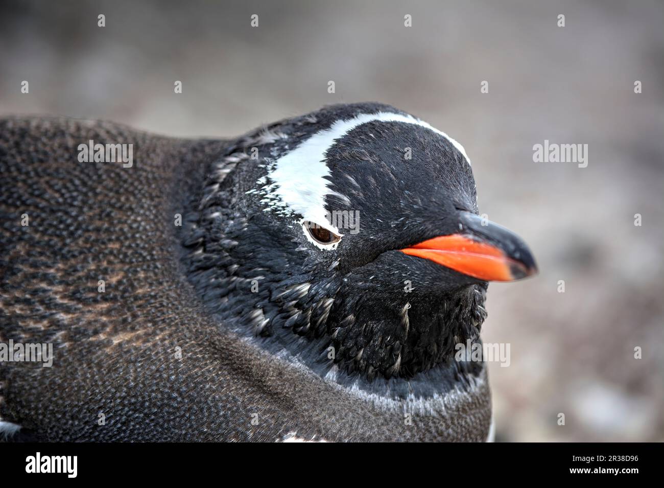 Gentoo penguin details hi-res stock photography and images - Alamy