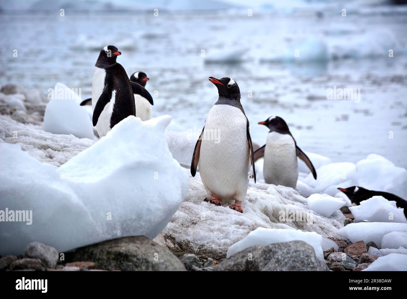 Gentoo Penguins On An Iceberg In Their Natural Habitat In Antarctica 