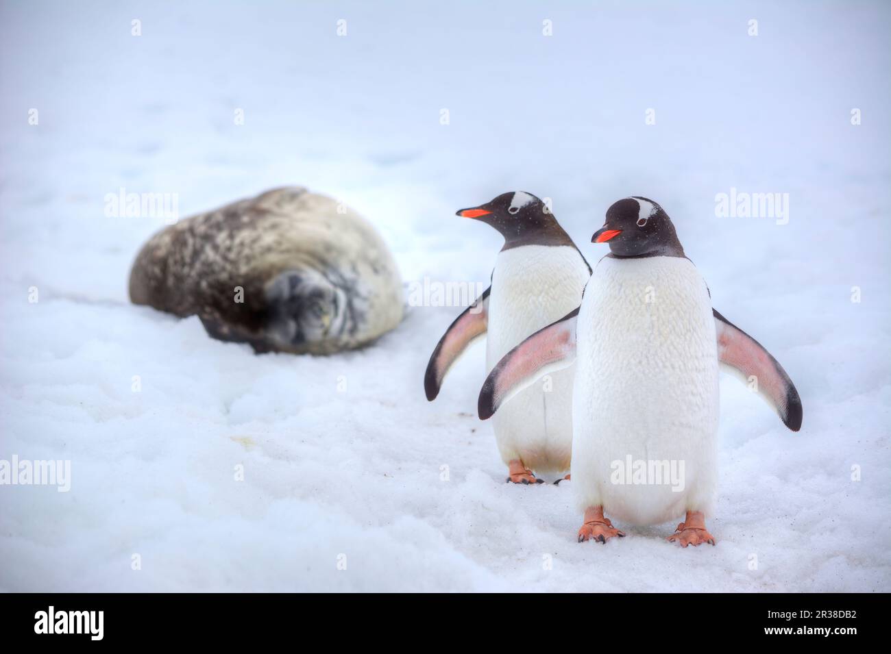 Pair of gentoo penguins next to a seal in Antarctica Stock Photo