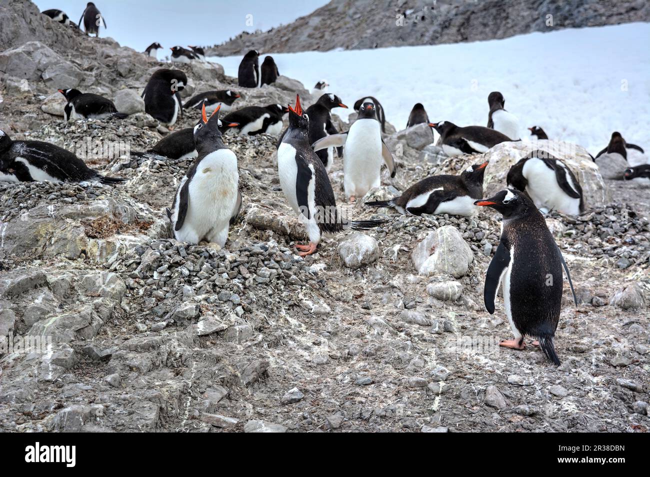 Gentoo penguin colonies during breeding season in Antarctica Stock Photo