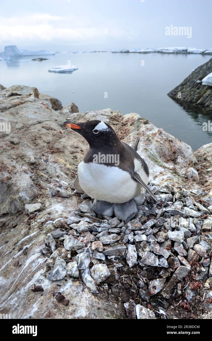 Gentoo penguin colonies during breeding season in Antarctica Stock