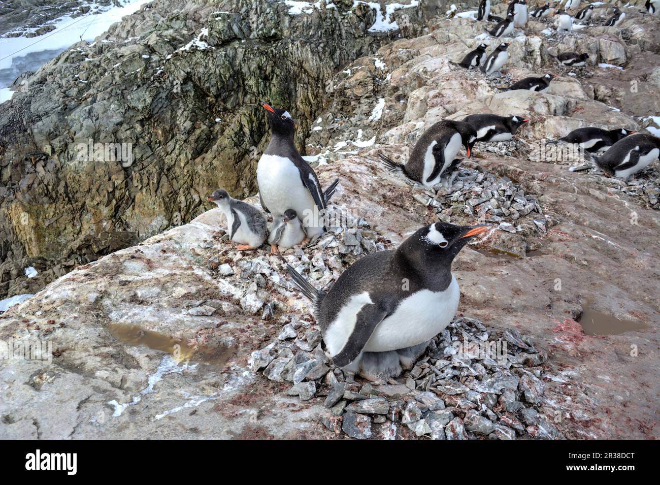 penguin-breeding-cycle-hi-res-stock-photography-and-images-alamy