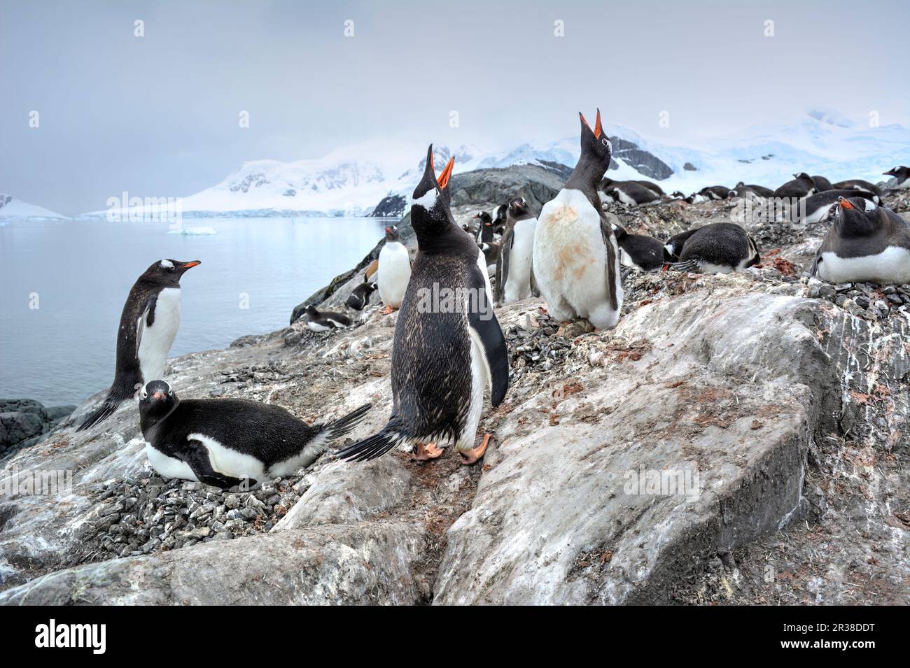 Gentoo penguin colonies during breeding season in Antarctica Stock