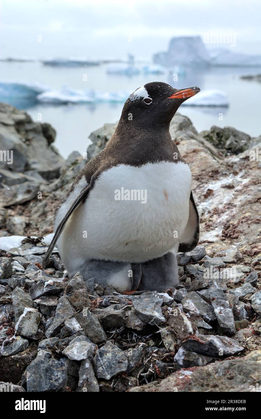 Gentoo penguin colonies during breeding season in Antarctica Stock