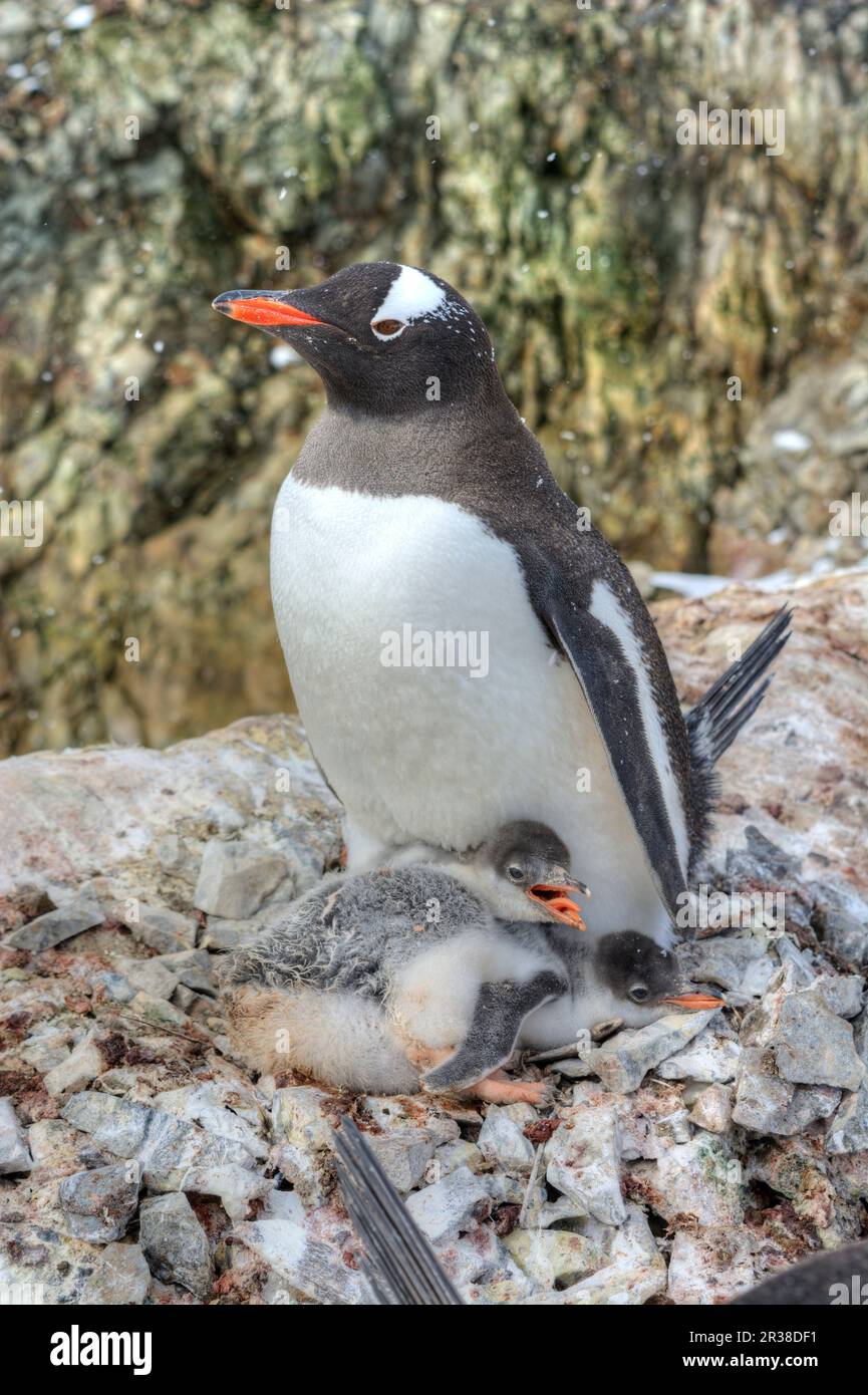 Gentoo penguin colonies during breeding season in Antarctica Stock