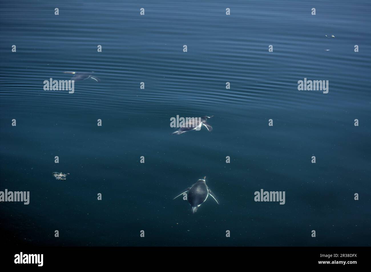 Gentoo penguins swim in the ocean in Antarctica Stock Photo - Alamy