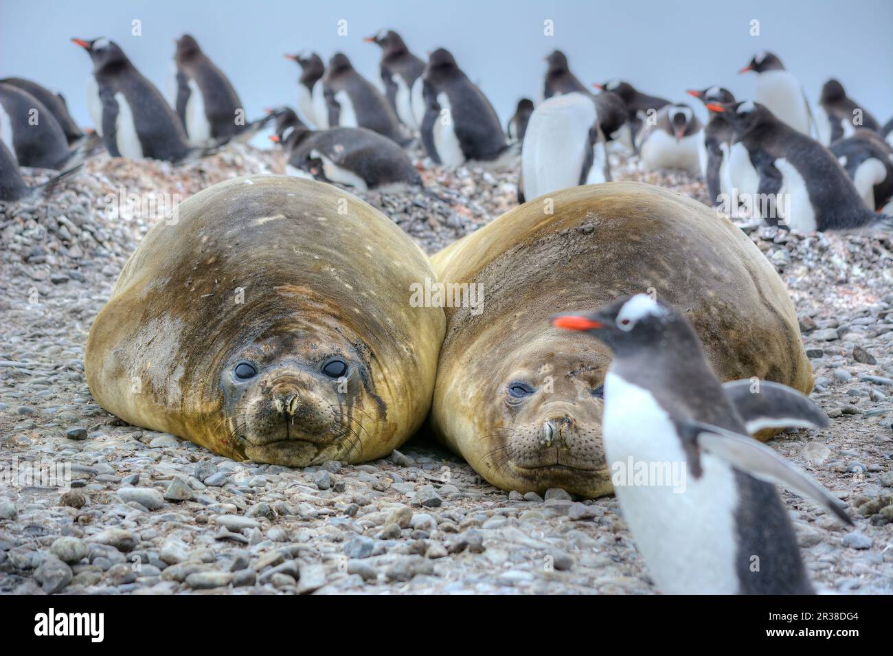 Gentoo Penguins On An Iceberg In Their Natural Habitat In Antarctica gentoo-penguins-on-an-iceberg-in-their-natural-habitat-in-antarctica