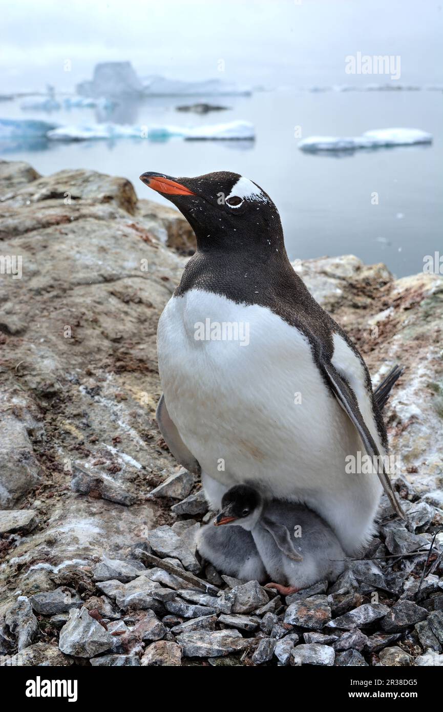 Gentoo penguin colonies during breeding season in Antarctica Stock