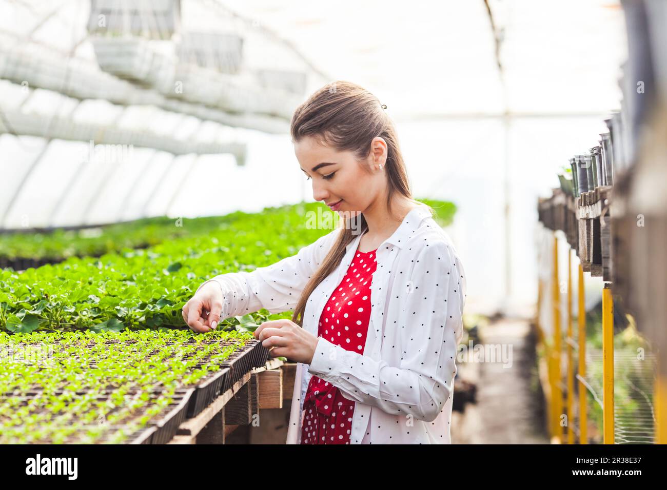 Woman in greenhouse Stock Photo - Alamy