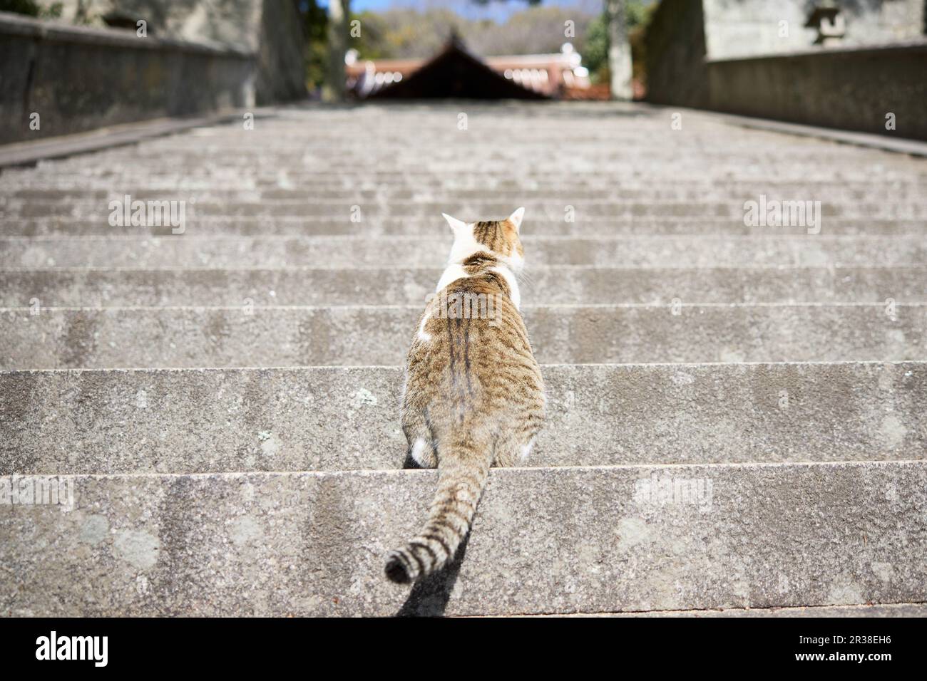 Cat Going Up Stairs Stock Photo Alamy