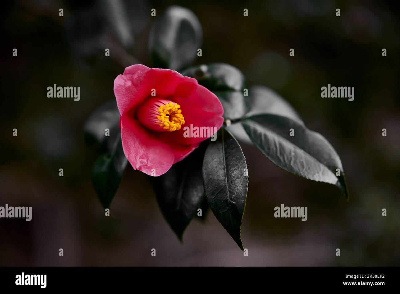 Red camellia flower hi-res stock photography and images - Alamy