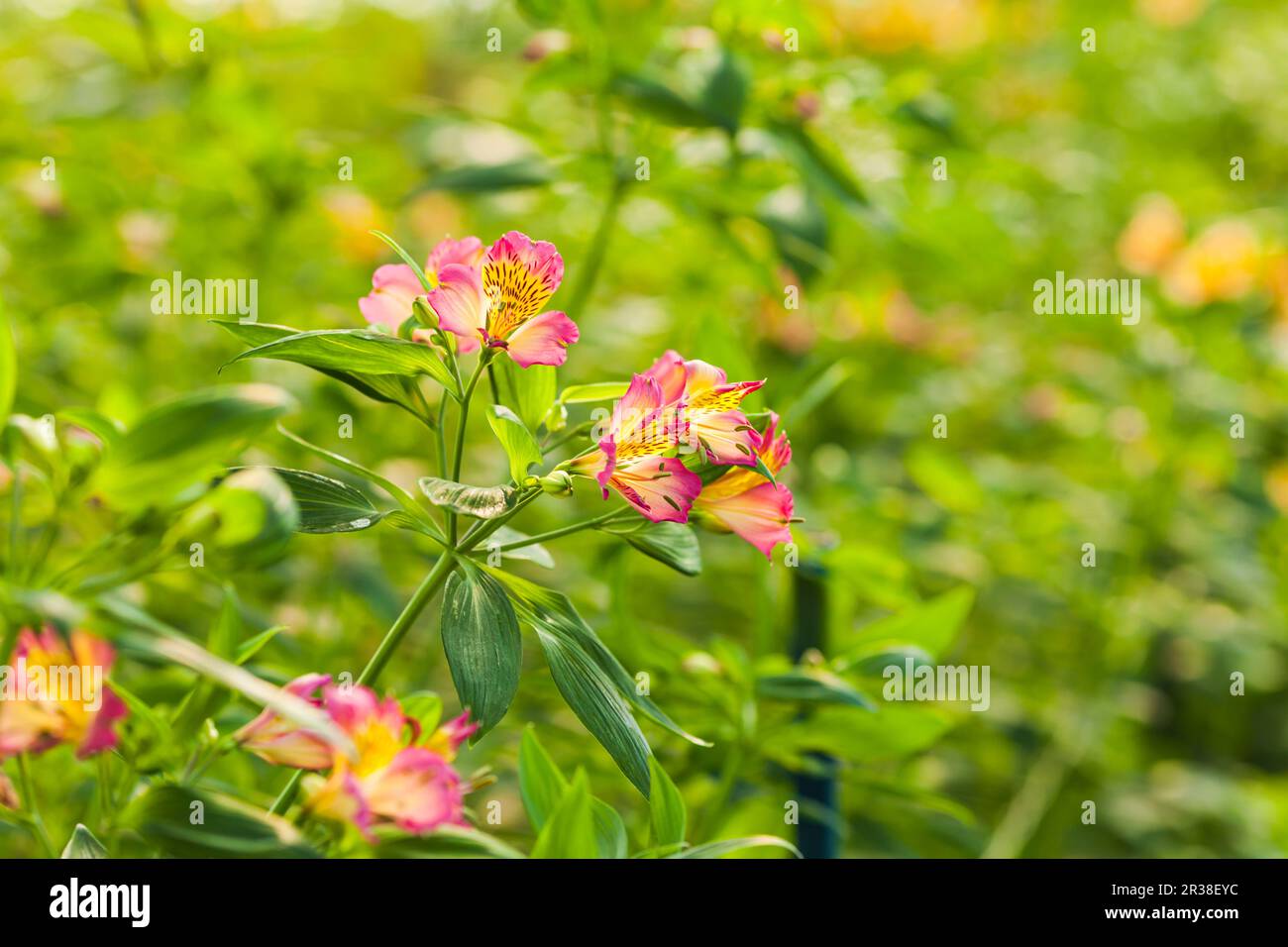 Field with pink alstroemeria flowers i Stock Photo