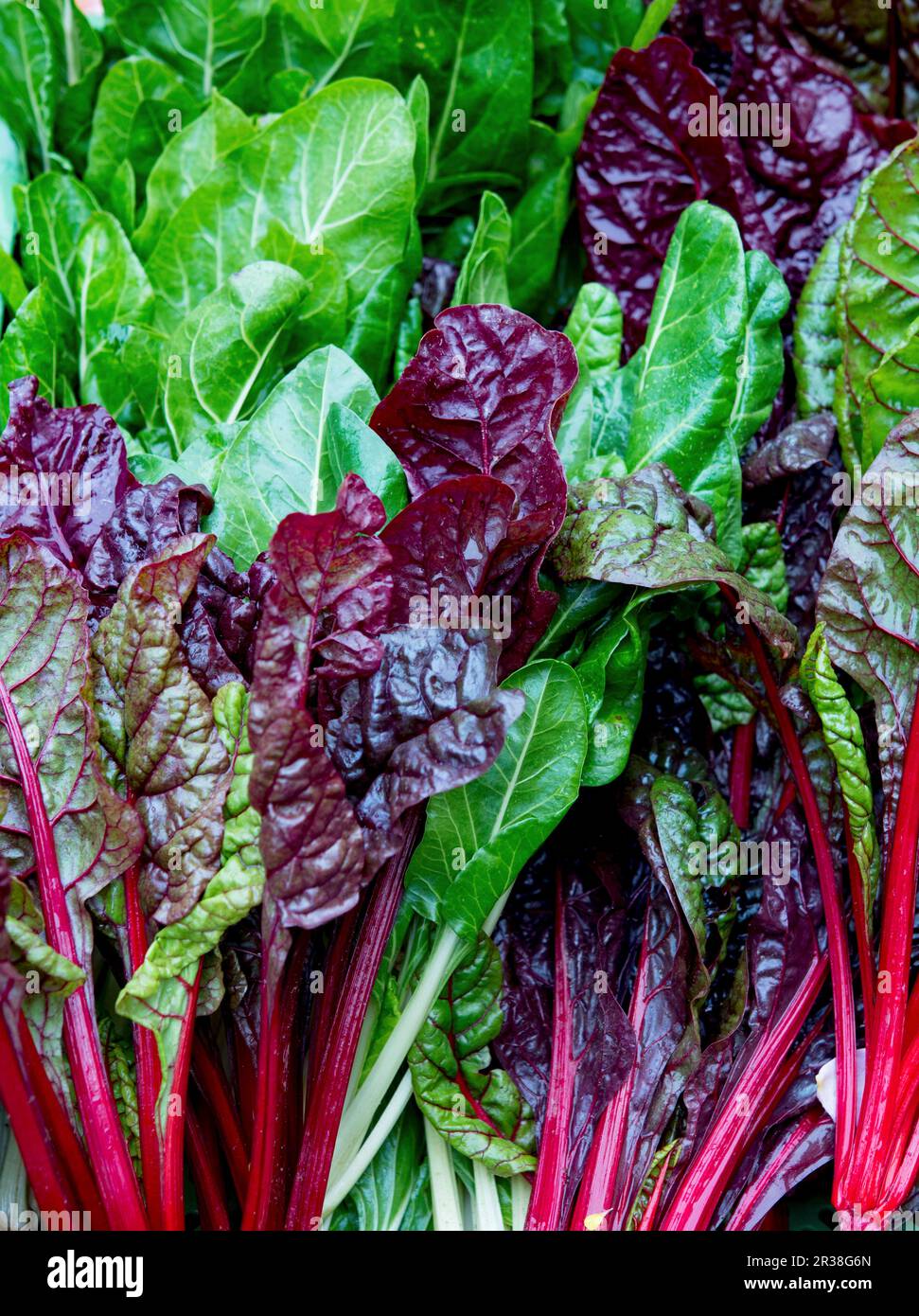 Overhead shot chard leaves hi-res stock photography and images - Alamy