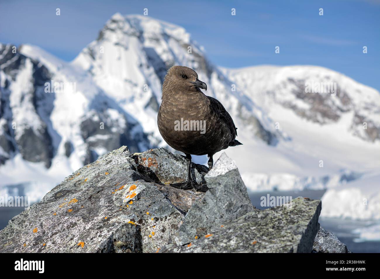 Polar habitat hi-res stock photography and images - Alamy