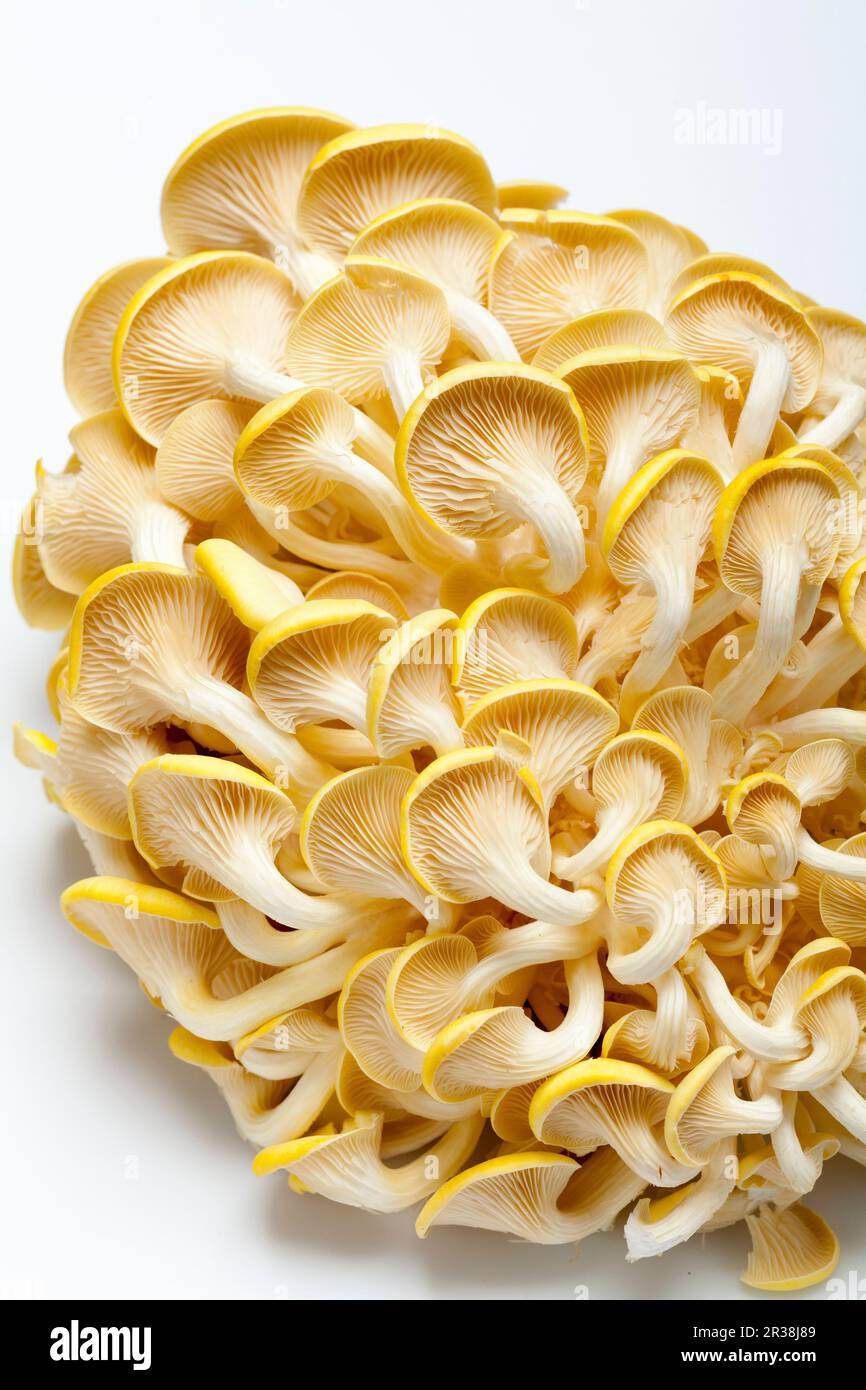 Lemon mushrooms on a white surface (from below Stock Photo - Alamy