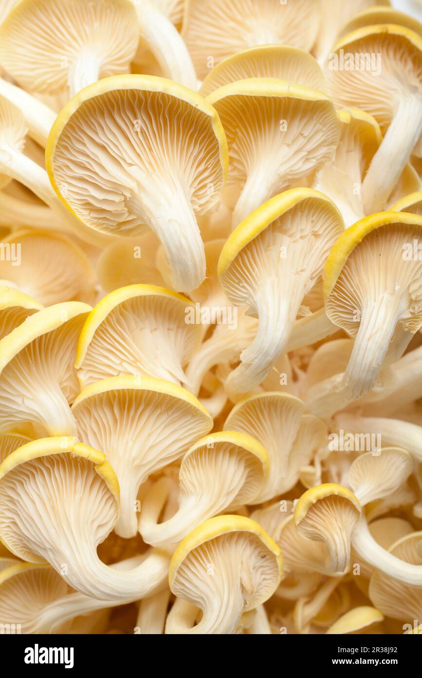 Lemon mushrooms (from below Stock Photo - Alamy