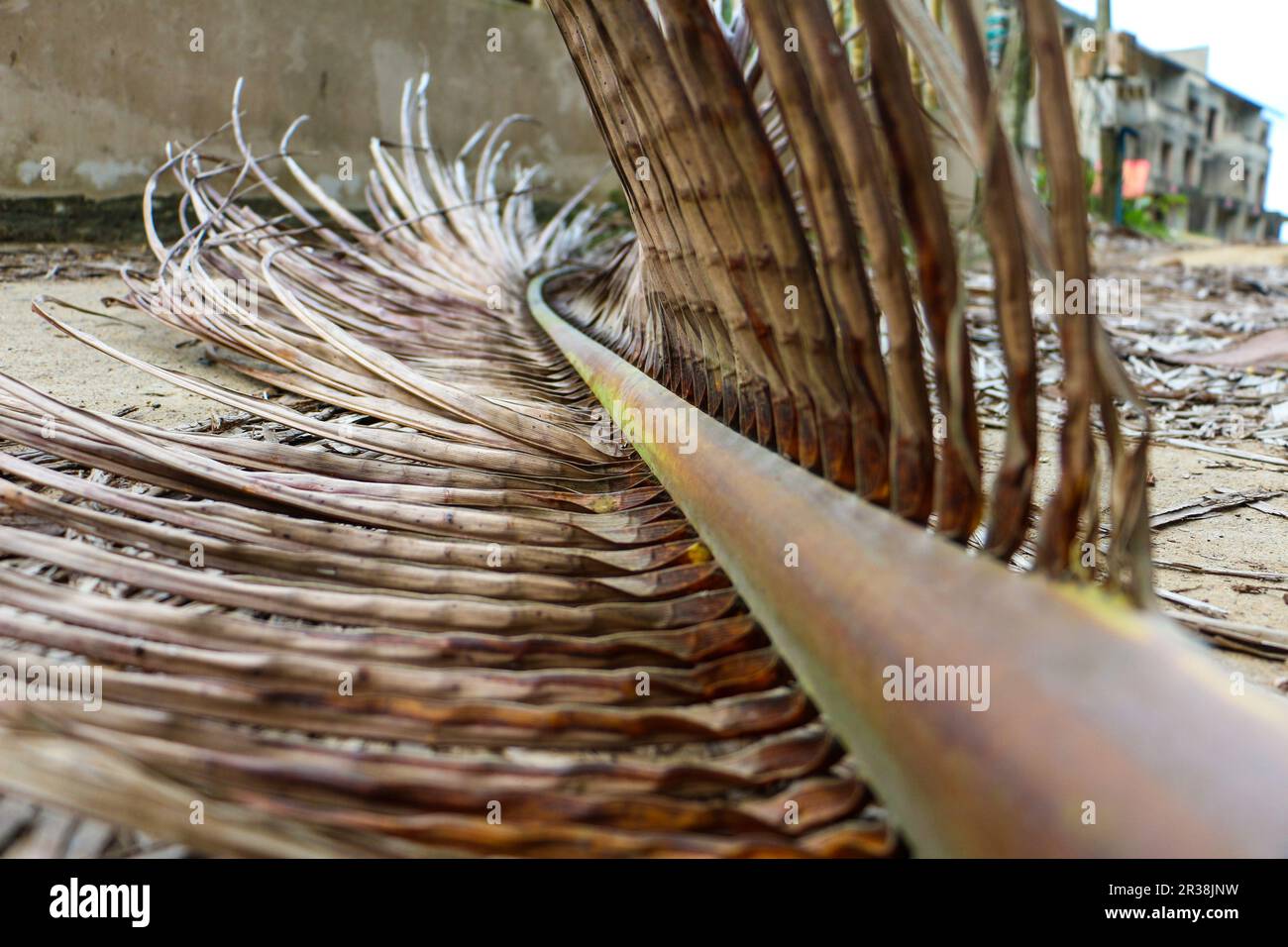 Fallen palm tree leaf Stock Photo