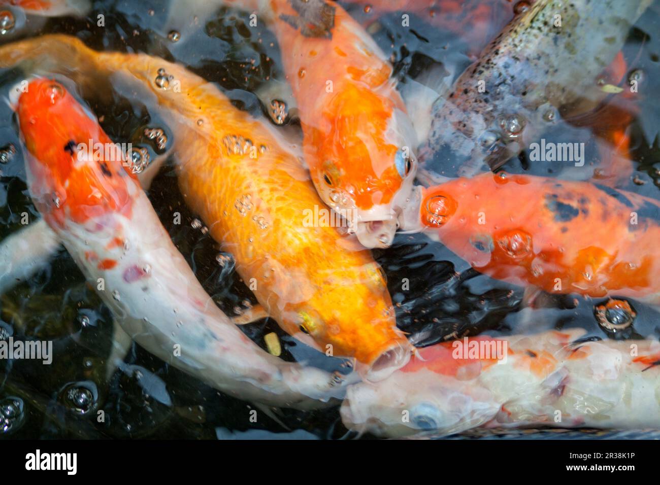 Goldfish in pond Stock Photo