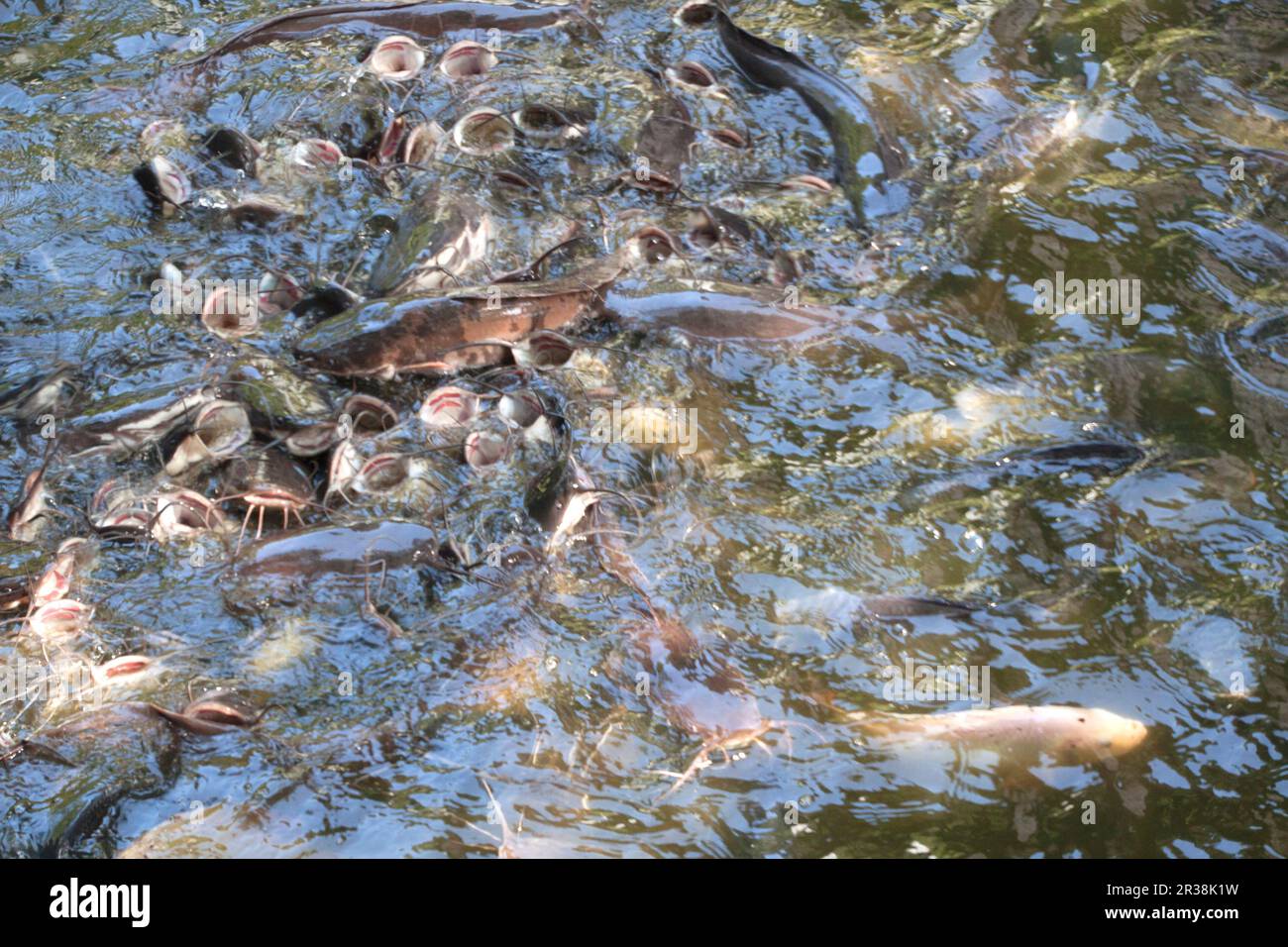 Catfish in pond Stock Photo