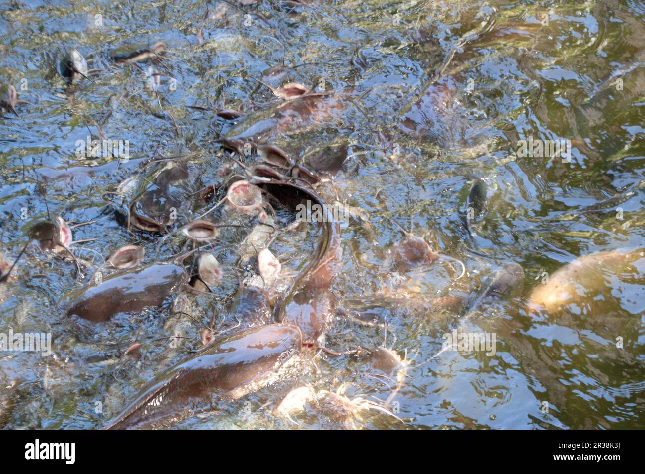 Catfish in pond Stock Photo