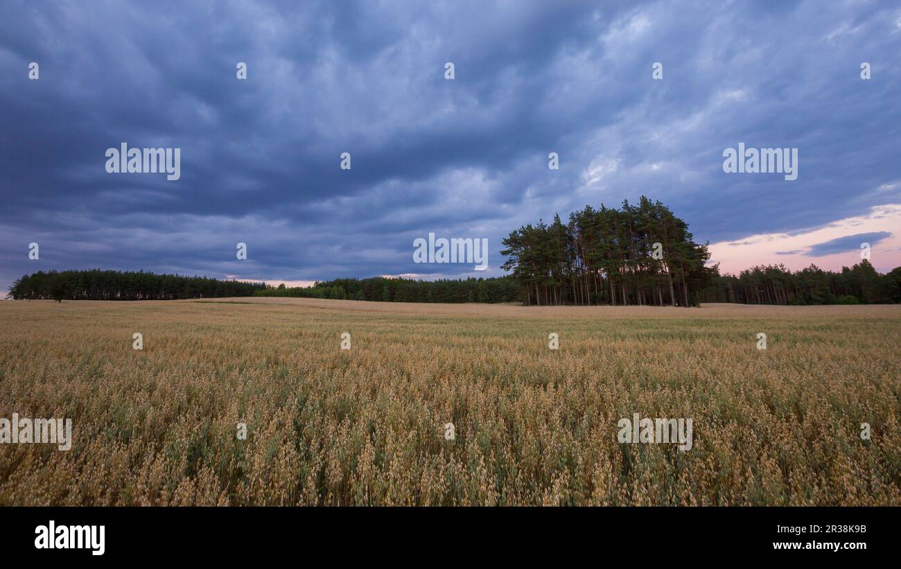 Beautiful summer sunset landscape with oat field. Idyllic summer fields. Stock Photo