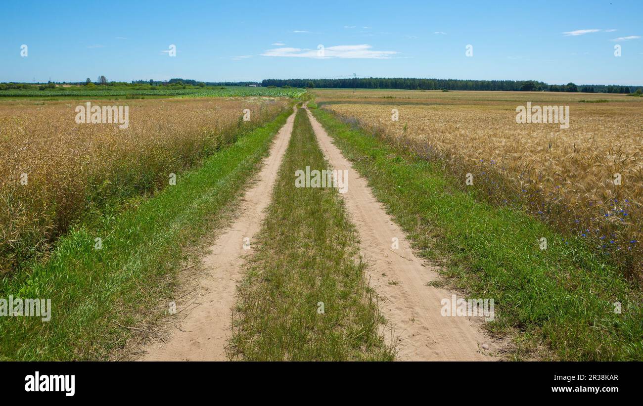 Sandy road through fields in Poland. Summer fields. Stock Photo