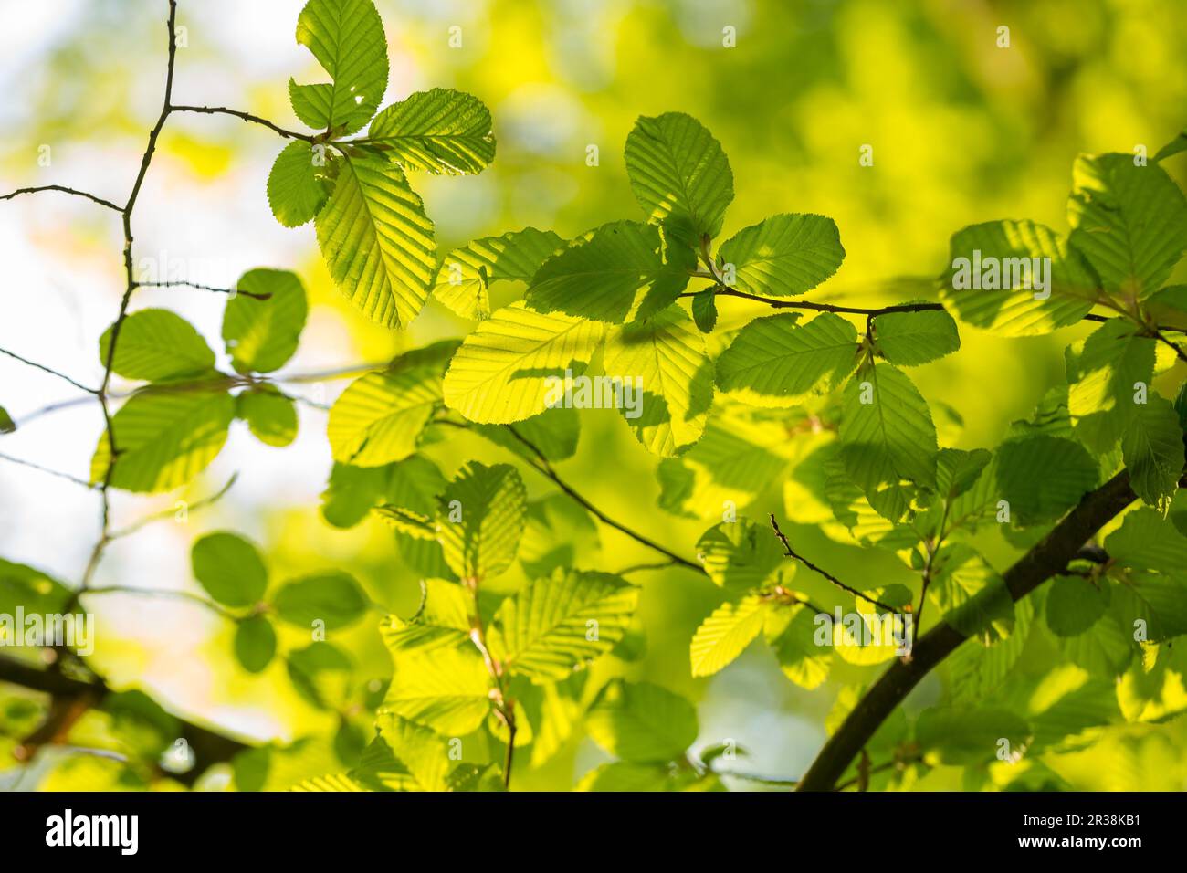 Spring Twig With Green Leaves Stock Photo - Download Image Now - Leaf,  Branch - Plant Part, Cut Out - iStock