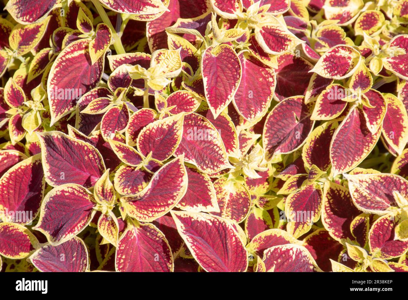 Gold leaves texture hi-res stock photography and images - Alamy
