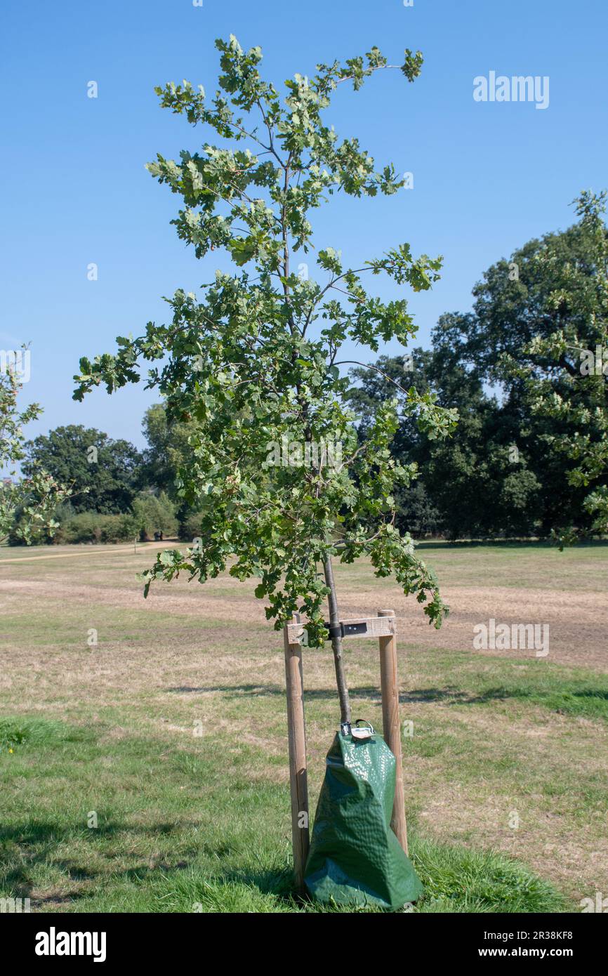 Plastic Garbage Bag Tied Tree Environmental Stock Photo 1464870902