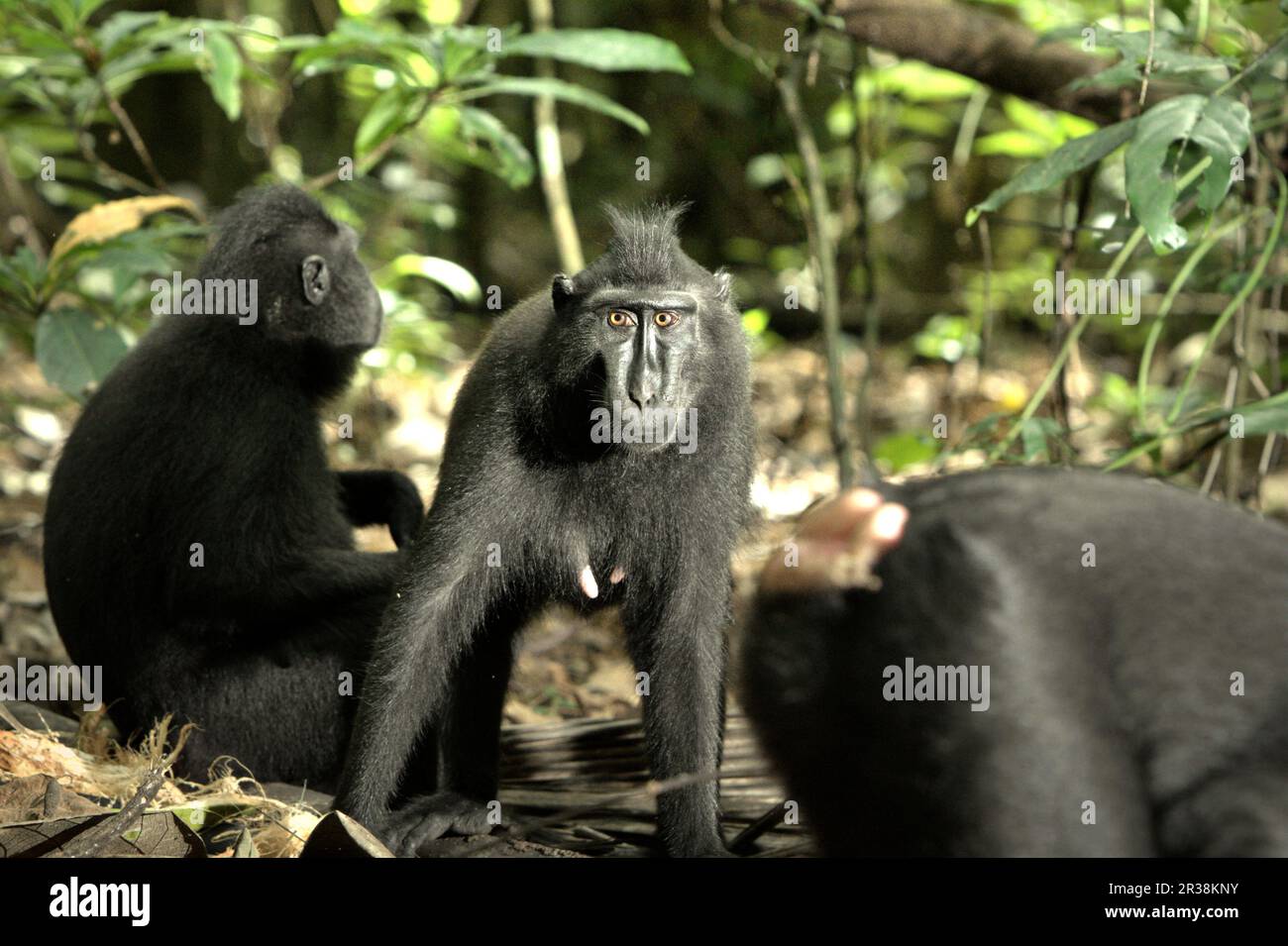 A Sulawesi black-crested macaque (Macaca nigra) female individual stares at camera in Tangkoko Nature Reserve, North Sulawesi, Indonesia. Climate change impact on the endemic species can be seen on changing behavior and food availability, that influence their survival rate. 'Like humans, primates overheat and become dehydrated with continued physical activity in extremely hot weather,' according to a scientist, Brogan M. Stewart, in his report published in 2021 on The Conversation. Stock Photo