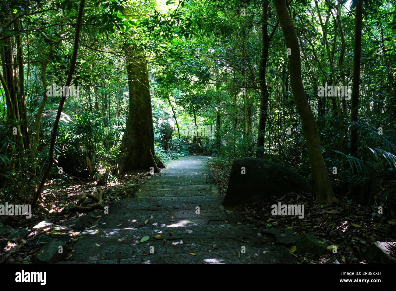 Rainforest Stock Photo