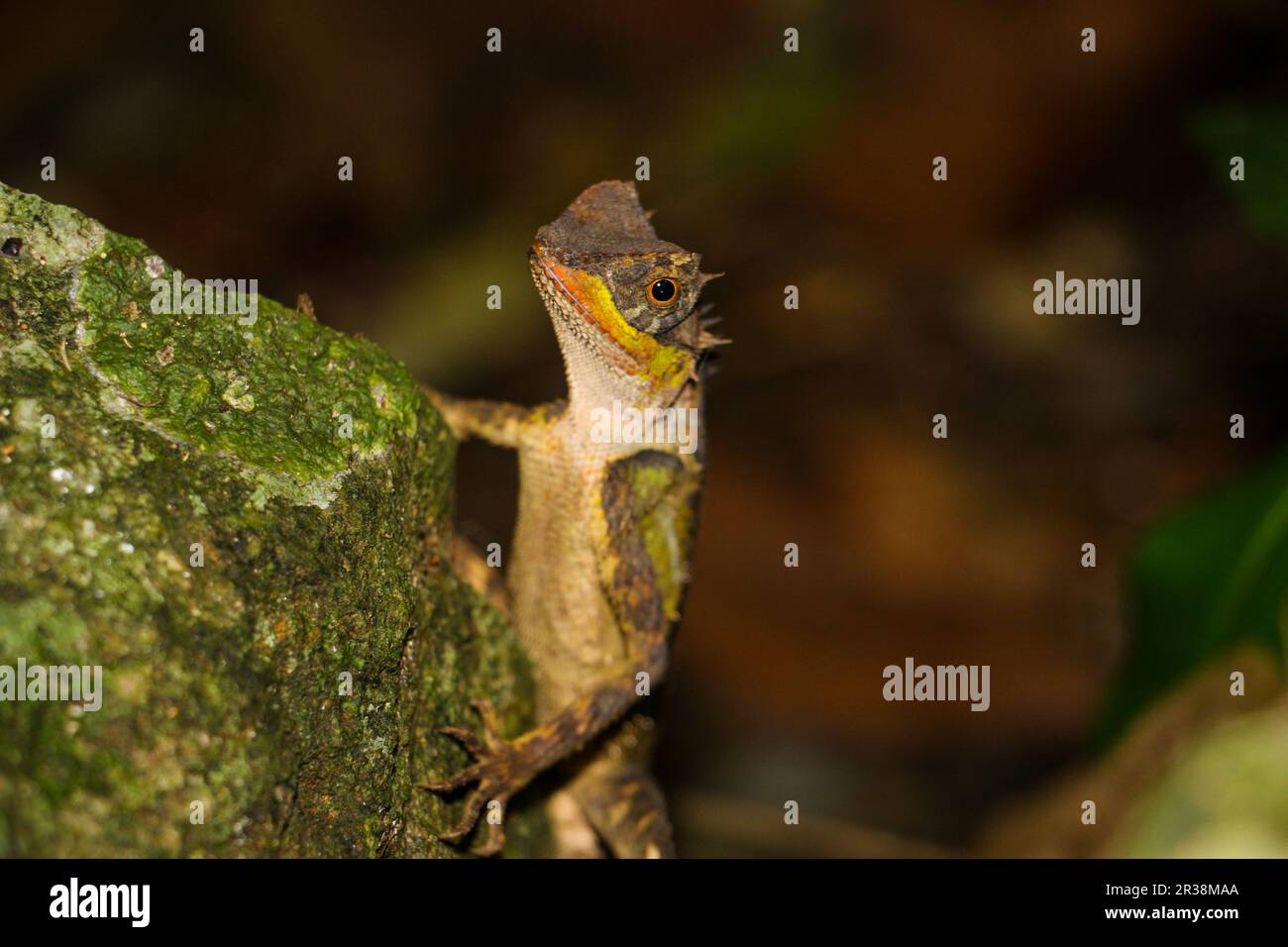 Island mascot Stock Photo