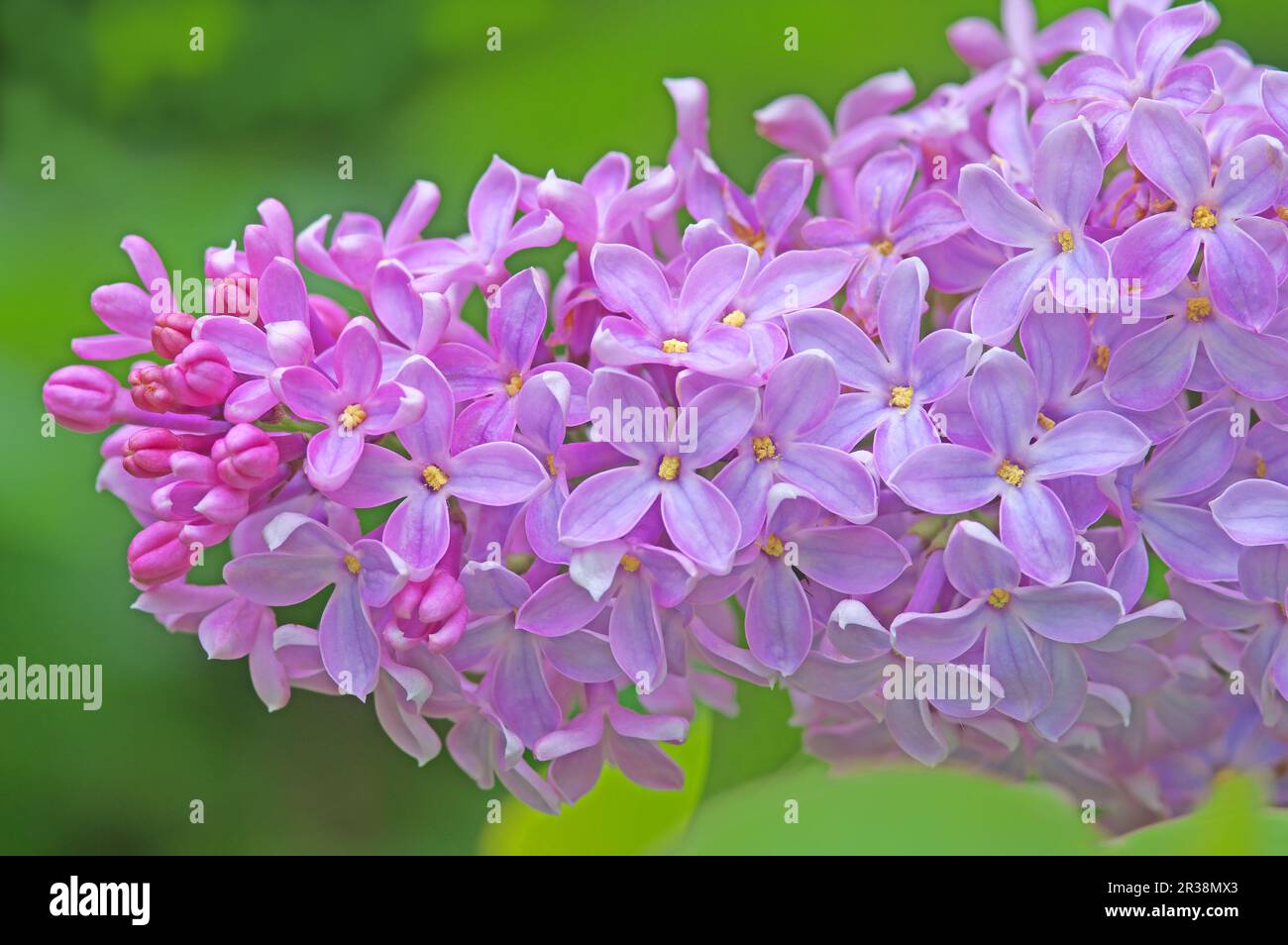 Syringo vulgaris hires stock photography and images Alamy