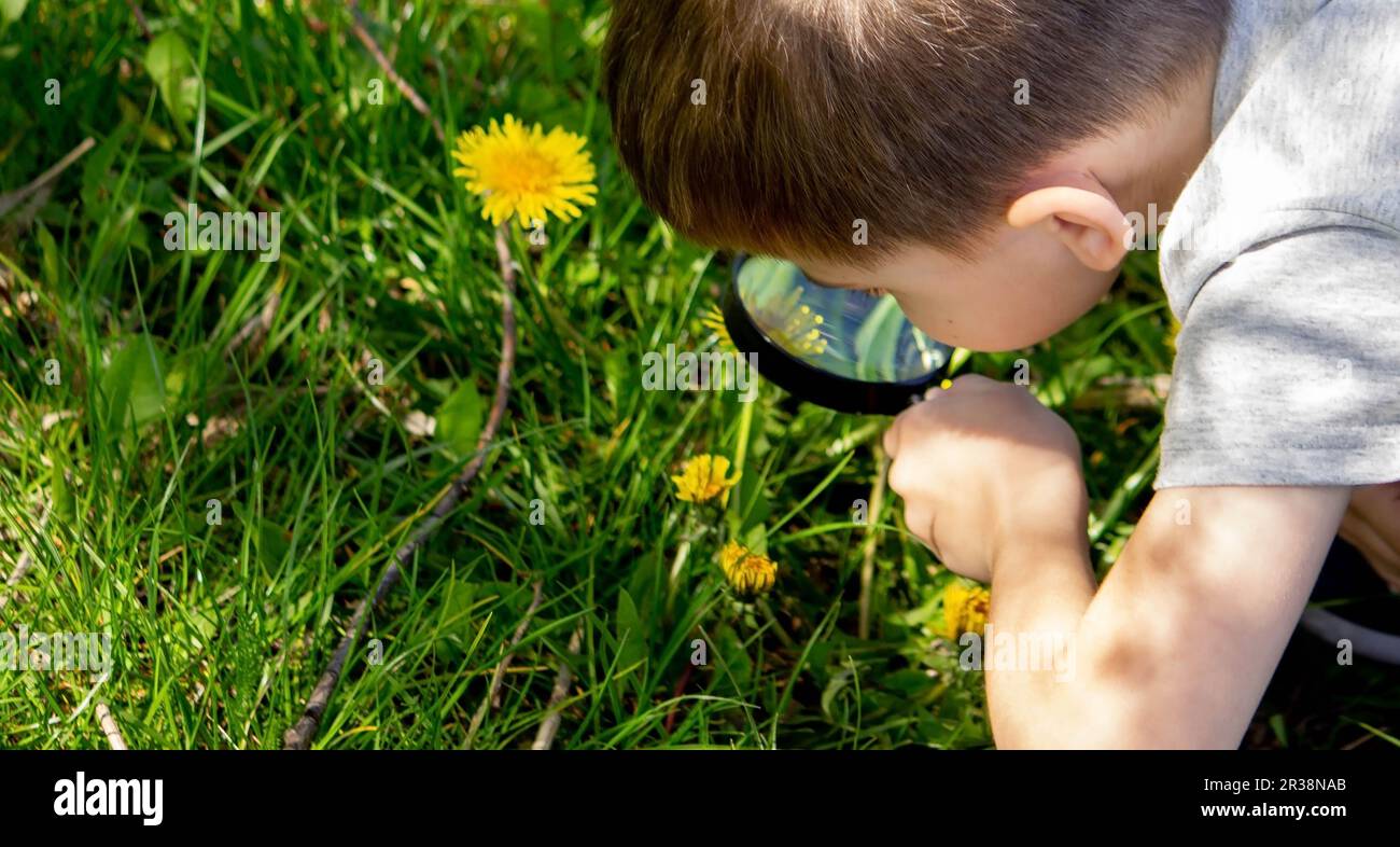 the boy looks at the flower through a magnifying glass. selective focus Stock Photo