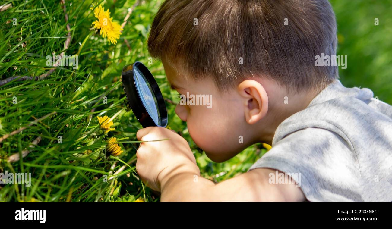 the boy looks at the flower through a magnifying glass. selective focus Stock Photo