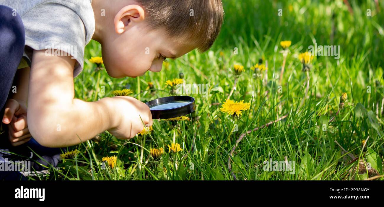 the boy looks at the flower through a magnifying glass. selective focus Stock Photo