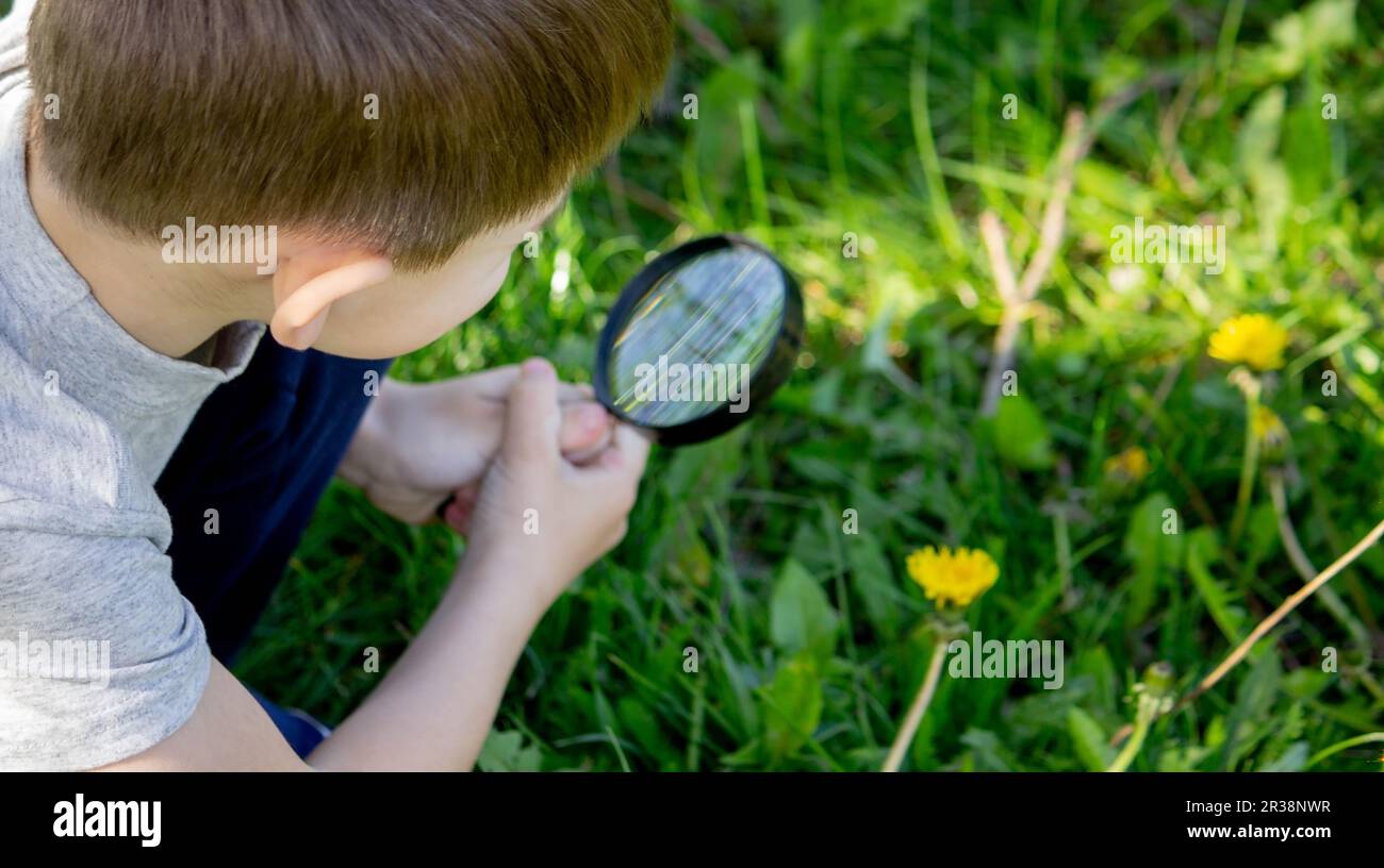 the boy looks at the flower through a magnifying glass. selective focus Stock Photo