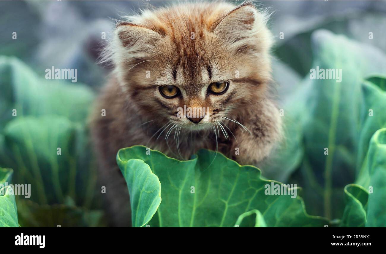 A little cute kitten playing in the green grass Stock Photo - Alamy