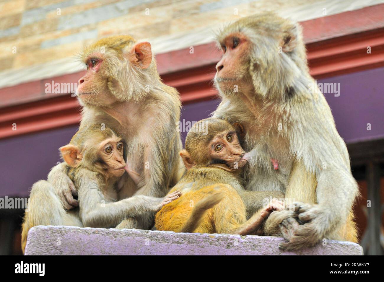 A Baby is sitting on the lap of mother monkeys who is sitting on the wall at the Shrine of Hazrat Chasni Pir (R) premises. They are always waiting for visitors who will bring some food. Most of the Monkeys are starving if adequate visitors do not come frequently. Hazrat Chashni Pir (R) was a geologist and he was the closest companion of Hazrat Shah Jalal (R). He had a pet monkey. When Hazrat Chashni Pir (R) died, monkeys started breeding and his tomb became famous for monkeys. Visitors who believe that if the monkeys accept their food offerings, their supplications become fulfilled. Sylhet-Ban Stock Photo