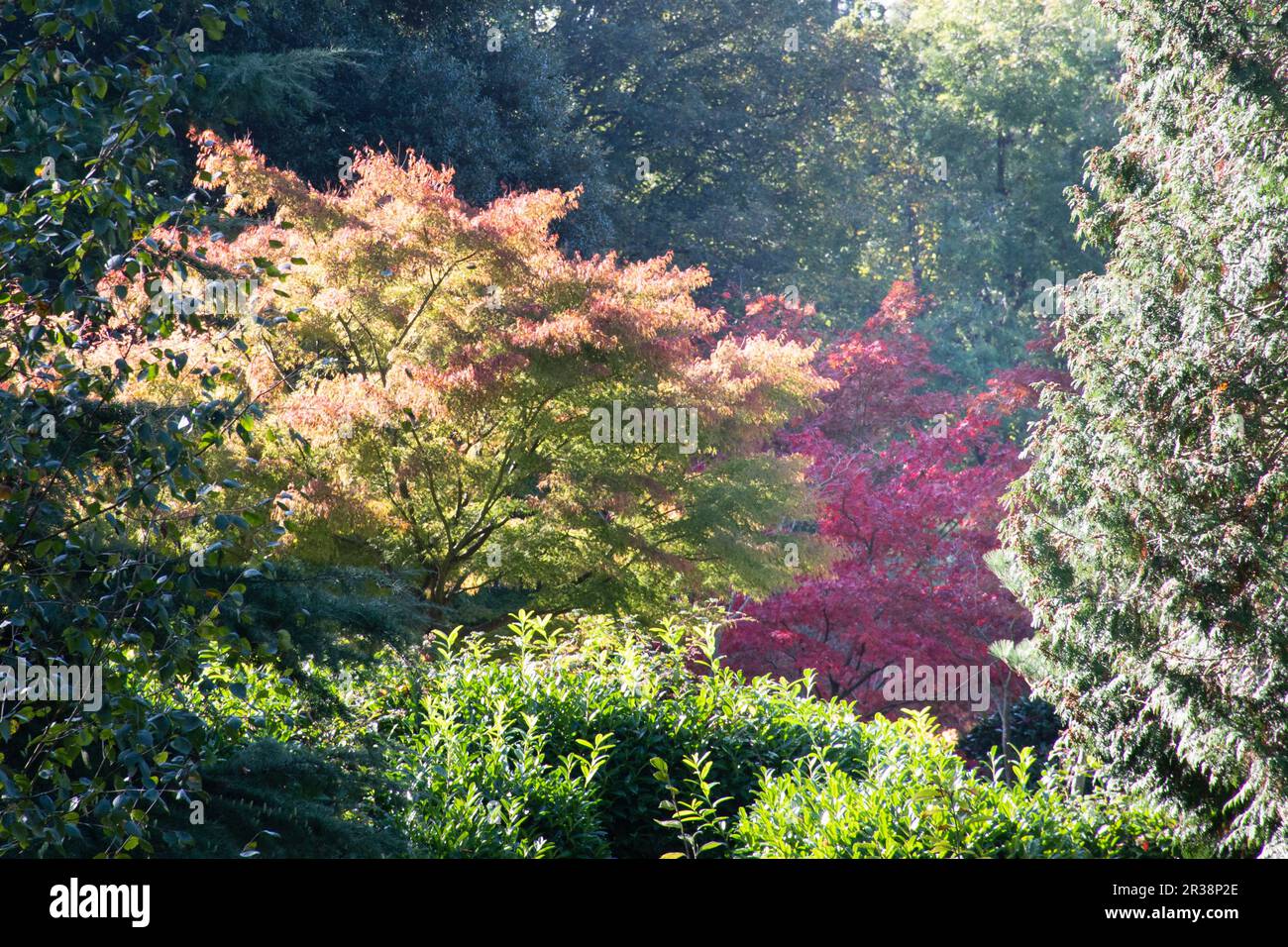 In woodland garden hi-res stock photography and images - Alamy