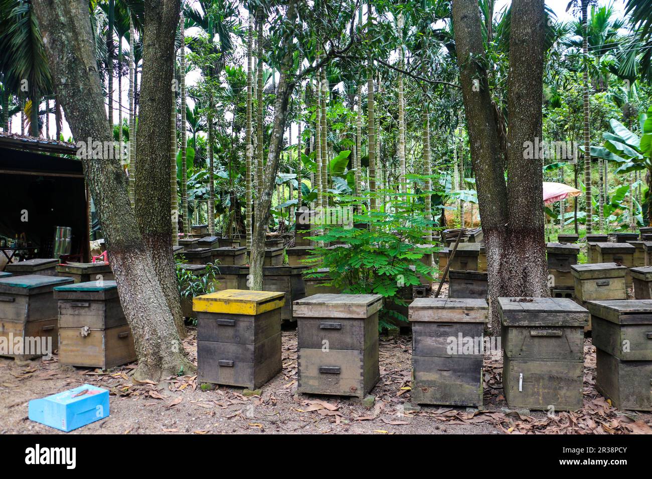 Bee farm Stock Photo