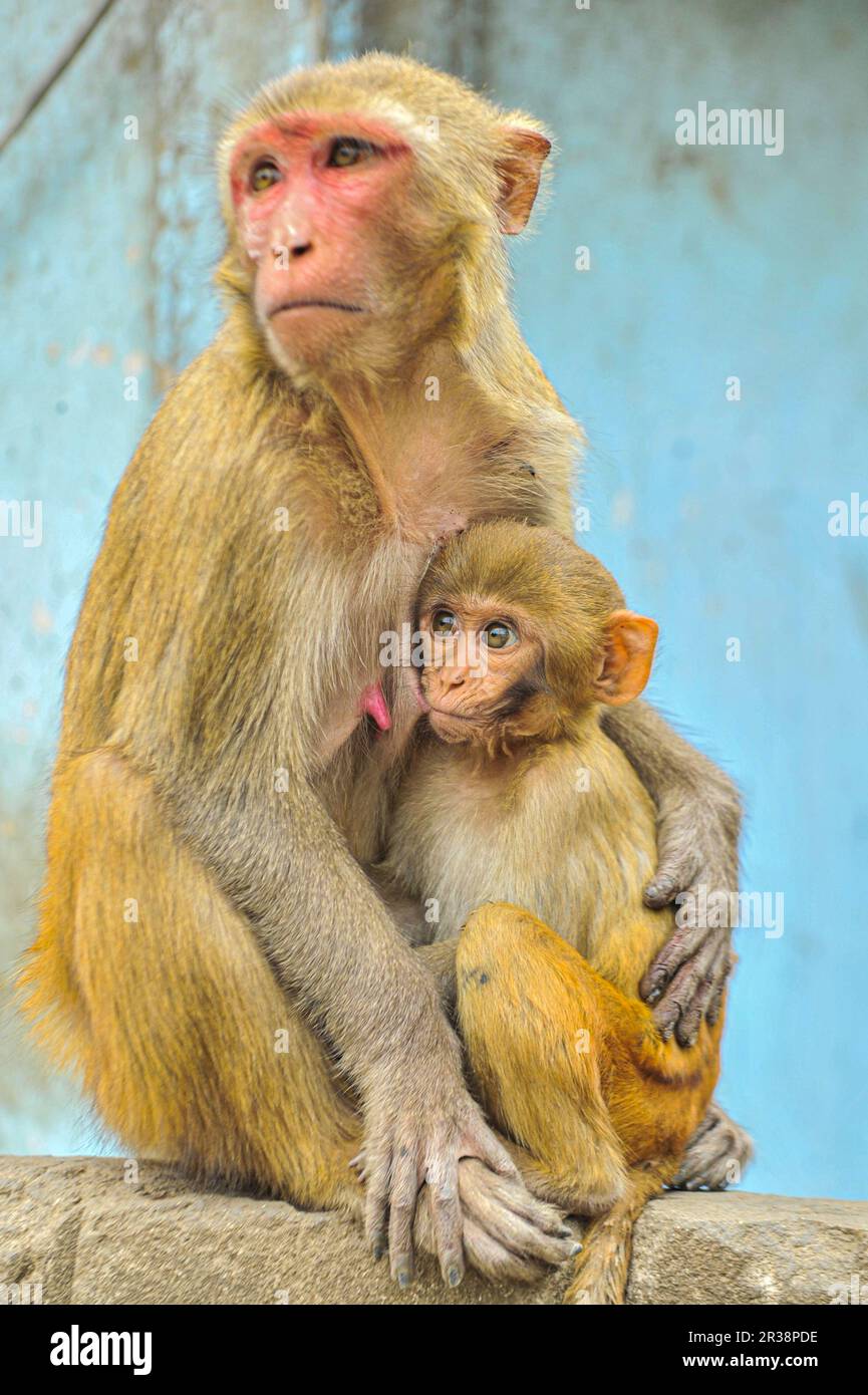 A Baby is sitting on the lap of mother monkeys who is sitting on the wall at the Shrine of Hazrat Chasni Pir (R) premises. They are always waiting for visitors who will bring some food. Most of the Monkeys are starving if adequate visitors do not come frequently. Hazrat Chashni Pir (R) was a geologist and he was the closest companion of Hazrat Shah Jalal (R). He had a pet monkey. When Hazrat Chashni Pir (R) died, monkeys started breeding and his tomb became famous for monkeys. Visitors who believe that if the monkeys accept their food offerings, their supplications become fulfilled. Sylhet-Ban Stock Photo